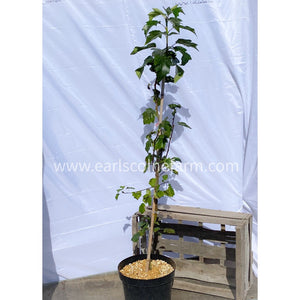 Wild service tree in 2.5L Pots 2-3ft Tall