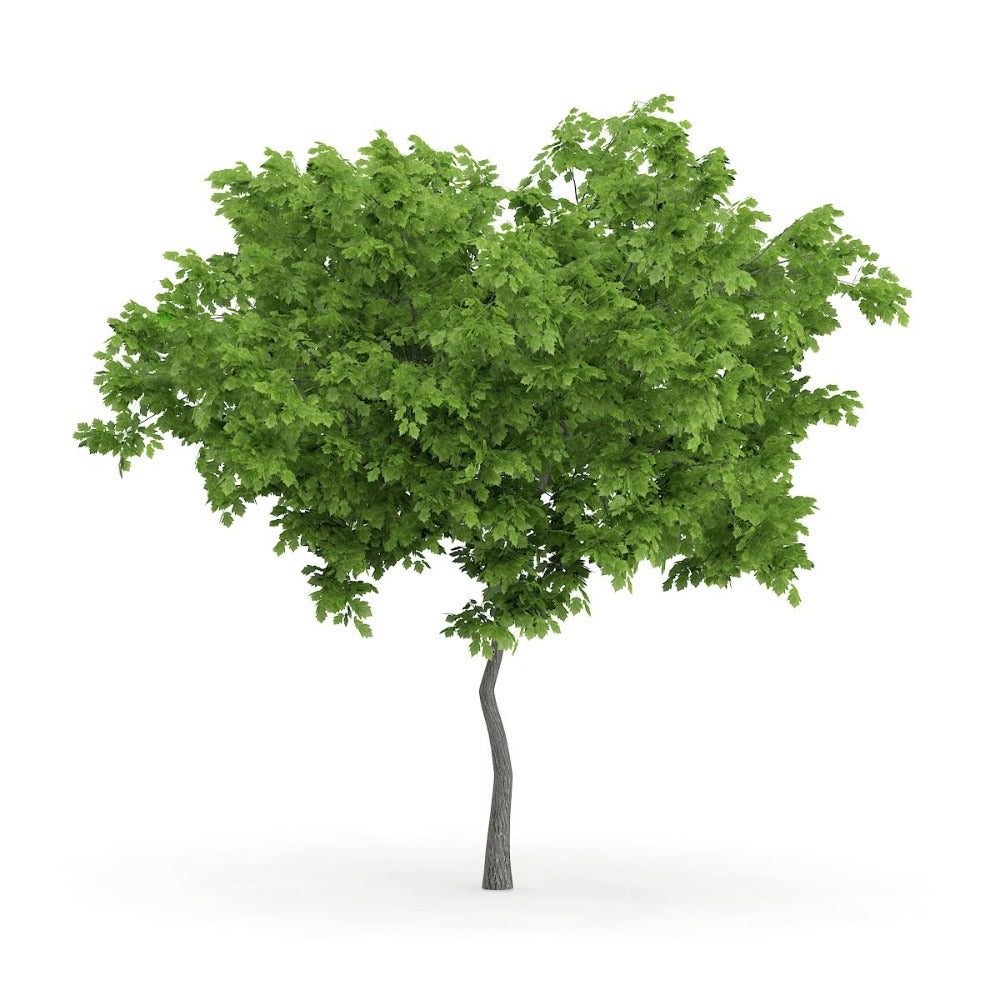 Wild service tree in 2.5L Pots 2-3ft Tall