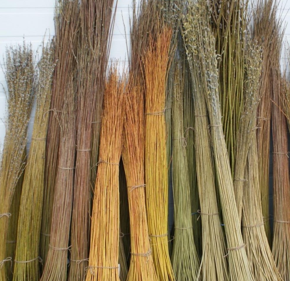 50 x 1.5m Fresh Hybrid Willow Cuttings
