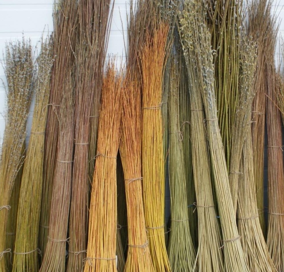Rooted 80 x 1.5m Hybrid Willows in Deep Pots