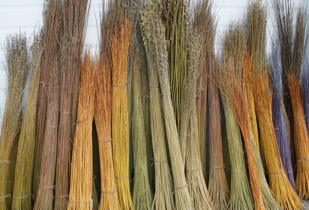 50 x 6.5ft (2m) Fast Growing Hybrid Willow Whips (Perfect for Living Structures)
