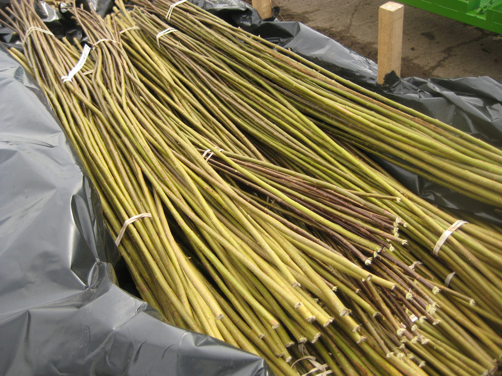Pack of 470 * 2.5m Willow cuttings comprised of a range of colours