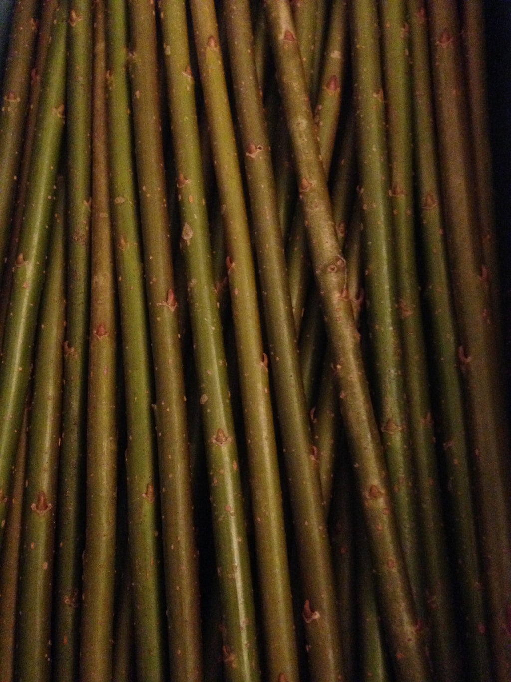 Custom pack of willow cuttings
