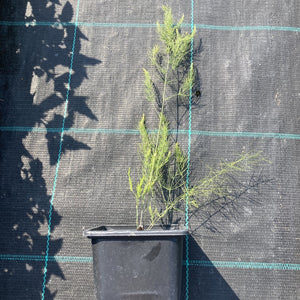 3 Asparagus Plants Grown in 9cm pots