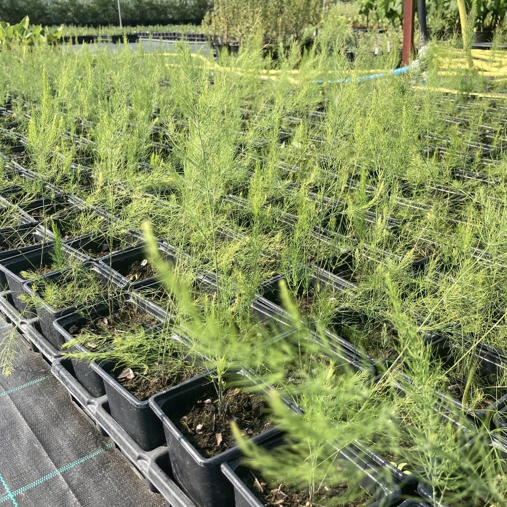 3 Asparagus Plants Grown in 9cm pots