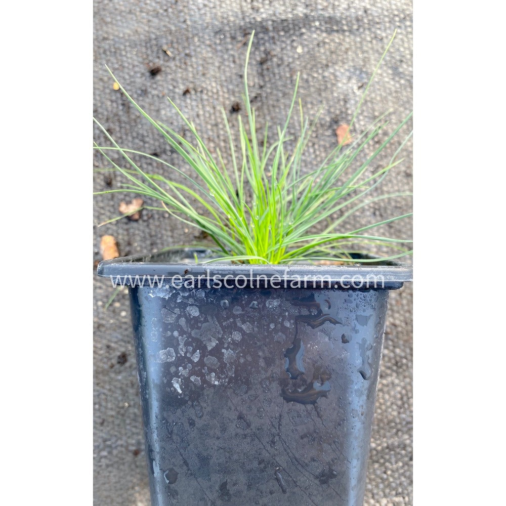 Two X 9cm Pots Festuca Glauca Blue Fescue Ornamental Grass plants