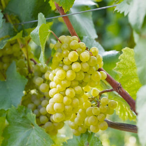 Chardonnay Grape Vine in a Deep Pot