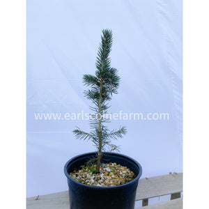 Blue Spruce Pot Grown Christmas Tree approx 1ft tall in a 2.5L Pot (Picea Pungen