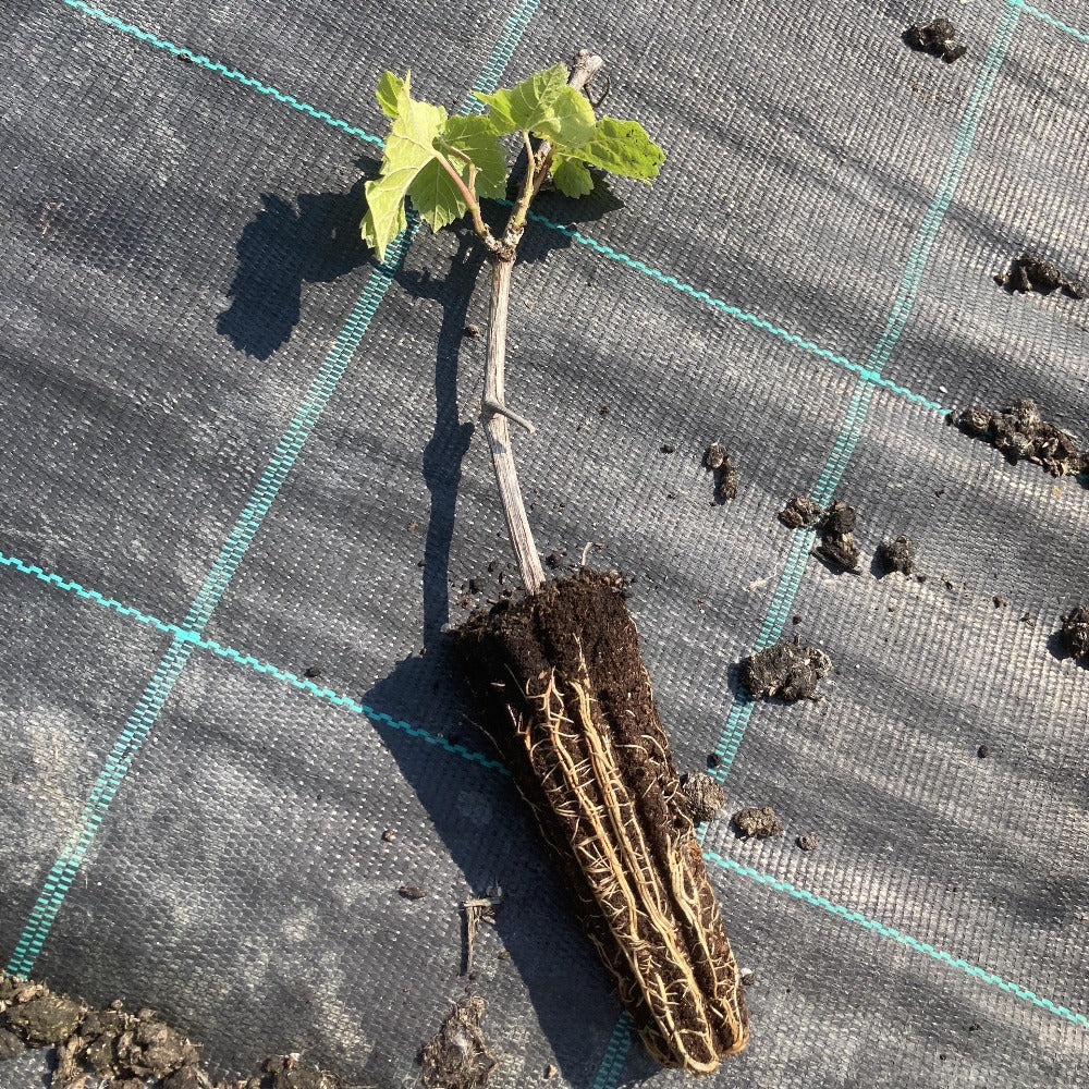 Chardonnay Grape Vine in a Deep Pot