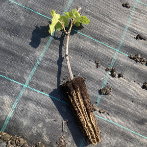 Chardonnay Grape Vine in a Deep Pot