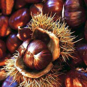 Sweet Chestnut Tree - 3-4ft - Castanea Sativa Hedging - Edible Nuts - 2.5L Pots