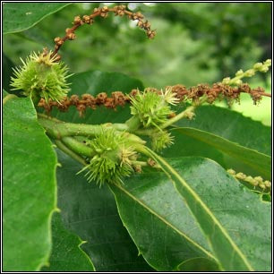 Sweet Chestnut Tree - 3-4ft - Castanea Sativa Hedging - Edible Nuts - 2.5L Pots