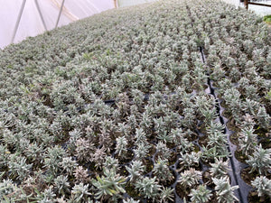Hidcote Lavender plug plants