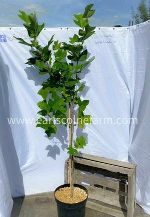 Tulip Tree Liriodendron Tulipifera 5-6ft Supplied in a 10 Litre Pot