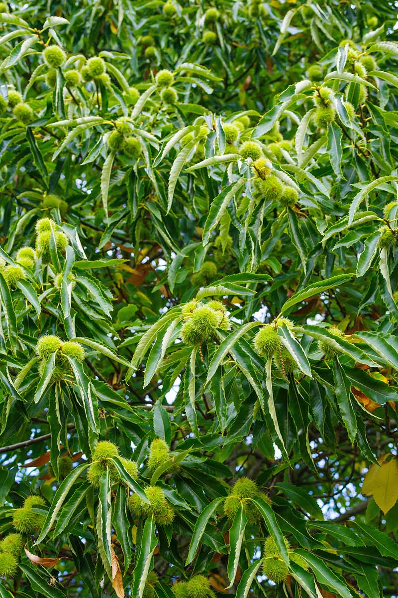 Sweet Chestnut Tree - 3-4ft - Castanea Sativa Hedging - Edible Nuts - 2.5L Pots