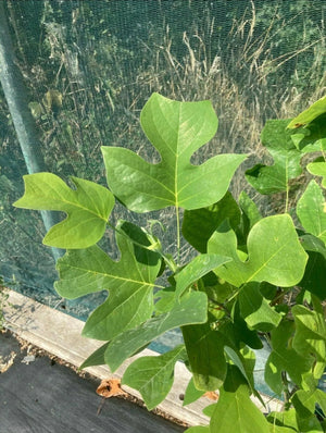 Tulip Tree Liriodendron Tulipifera 4-5ft Supplied in a 10 Litre Pot