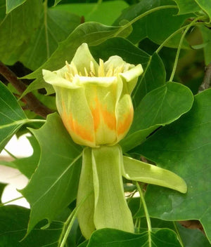 Tulip Tree Liriodendron Tulipifera 5-6ft Supplied in a 10 Litre Pot