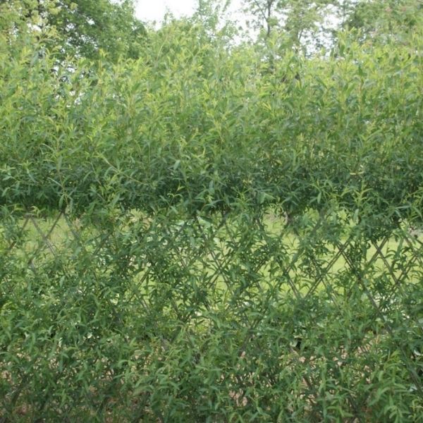 living willow fedge kit