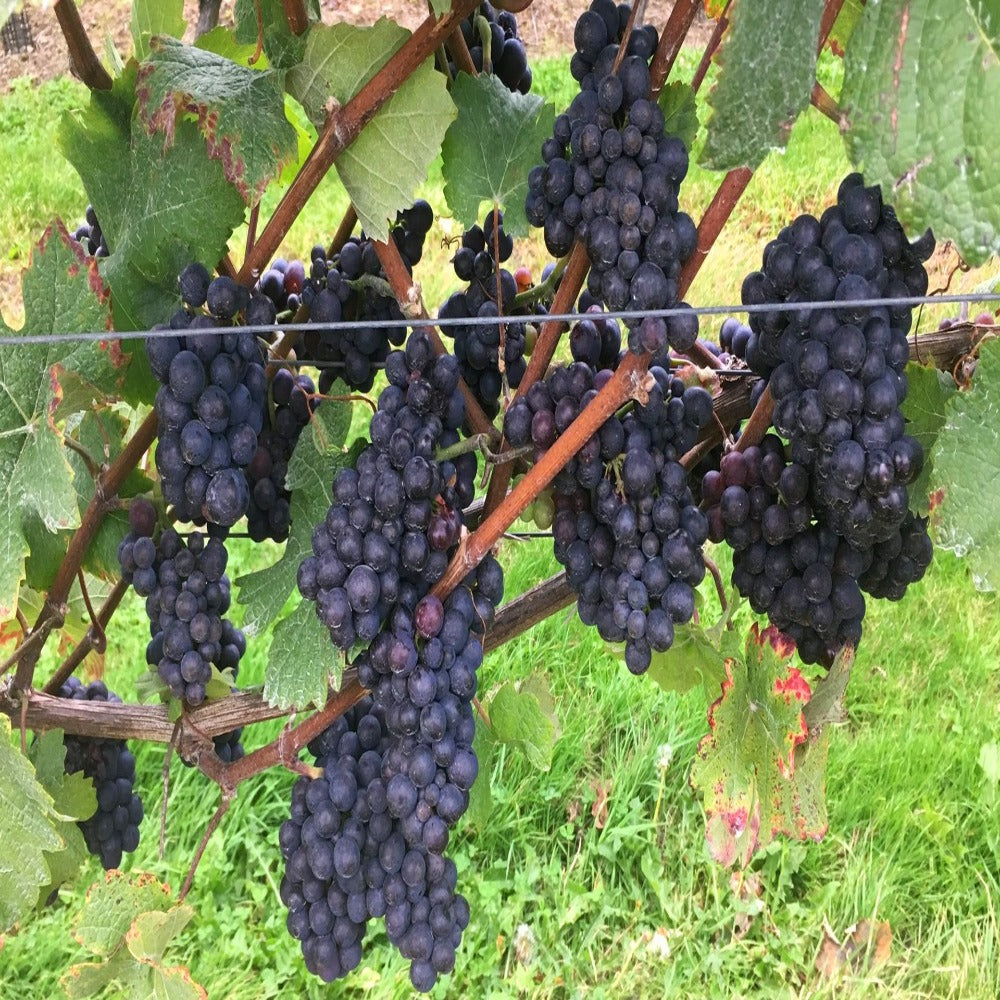 Pinot Munier Grape Vine in a Deep Pot