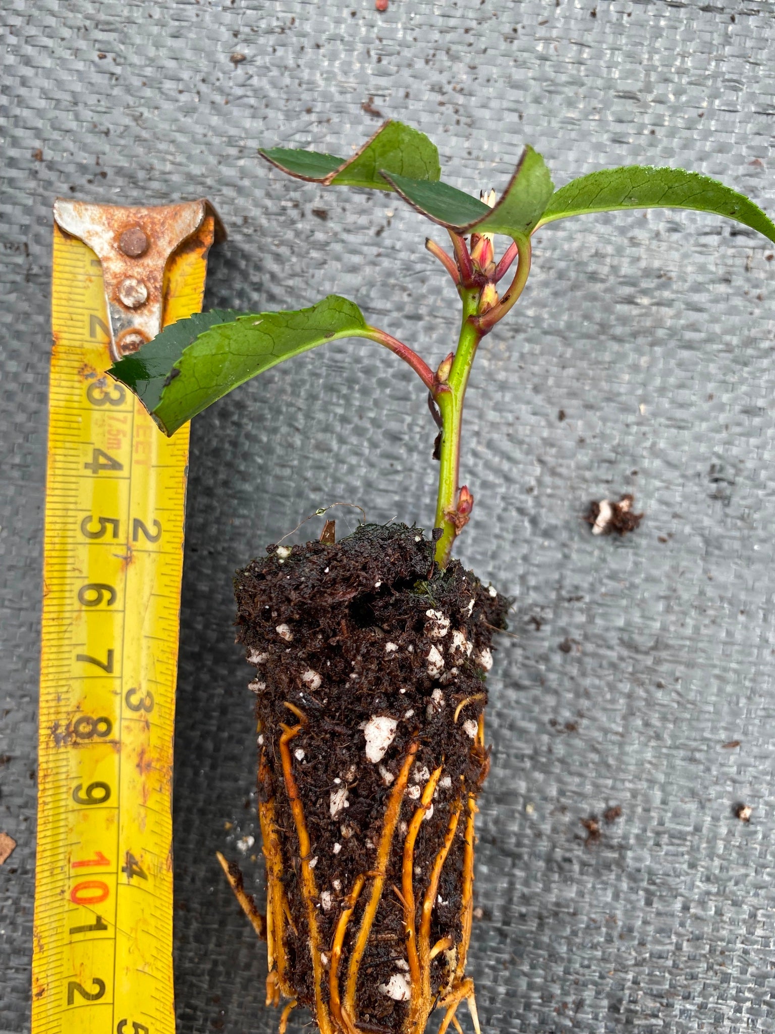 4x Prunus lusitanica Portuguese Laurel Plants Evergreen Hedging bushy 30cm