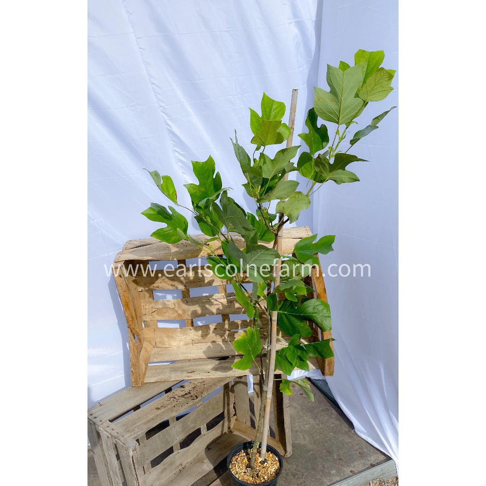 Tulip tree in 2.5L Pot 2-3ft Tall