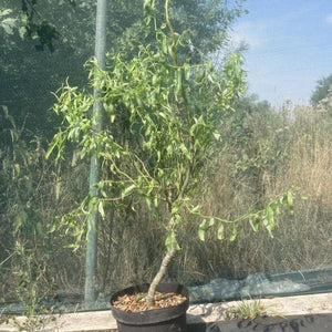 Twisted Willow Tree