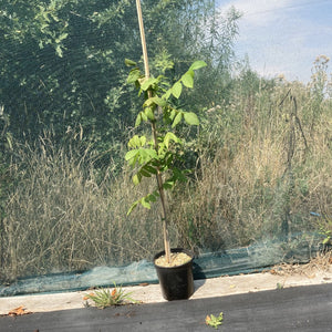 Black Walnut Tree 2-3ft Grown in a 2.5L Pot (Juglans Nigra)