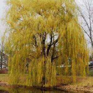 weeping willow tree