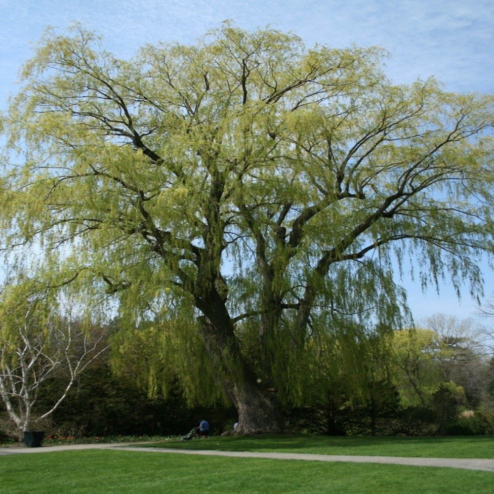 3 Fast Growing Willows With Roots in Deep Pots